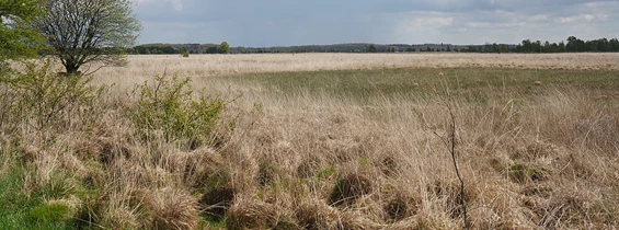 Wasser: Fröslev-Jardelunder Moor